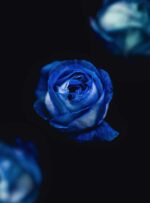 Buchet cu trandafiri albastri este un cadou inedit pentru orice ocazie! Daca vrei sa impresionezi pe cineva comanda un buchet cu trandafirii albastri. Trandafirii albastri par sa provina dintr-o lume de basm, culoarea inspira un sentiment puternic de “asteptare mistica”.