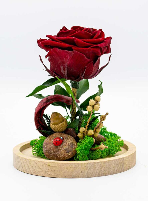Aranjament cu trandafiri criogenati in cupola. Ofera-i o dovada trainica a unei iubiri nemuritoare! Trandafirii criogenati sunt un cadou pe cat de impresionant pe atat de romantic si ii vor aminti persoanei iubite in fiecare zi de relatia speciala ce va leaga.